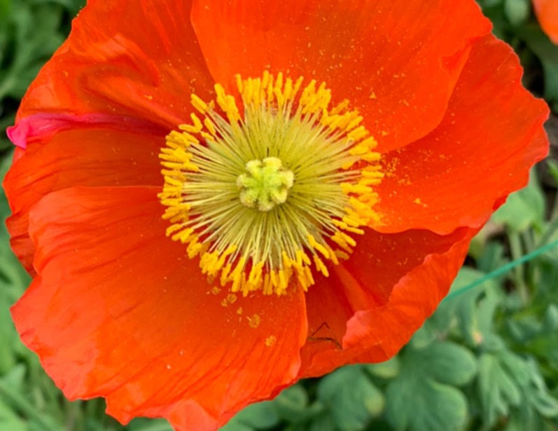 Prince of Poppy flower